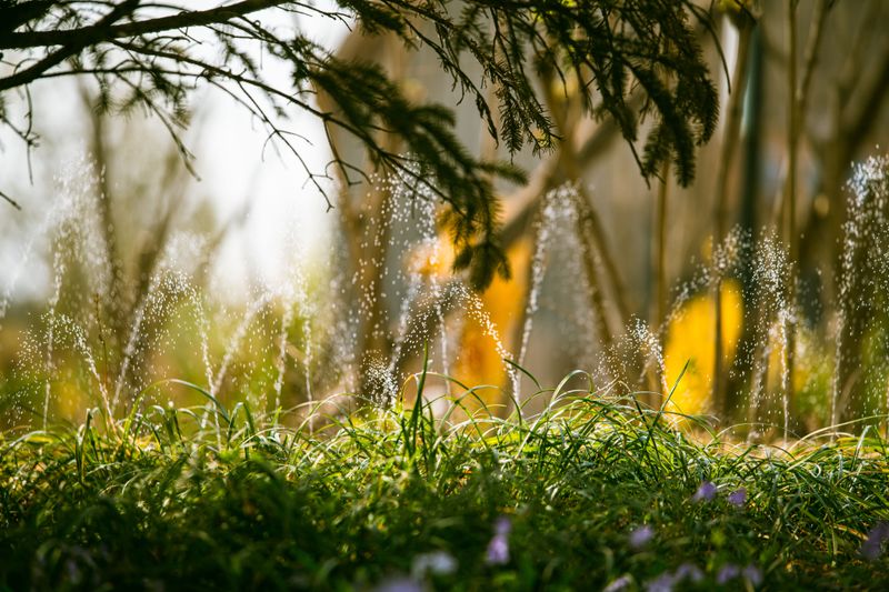 Watering At The Wrong Time Of Day