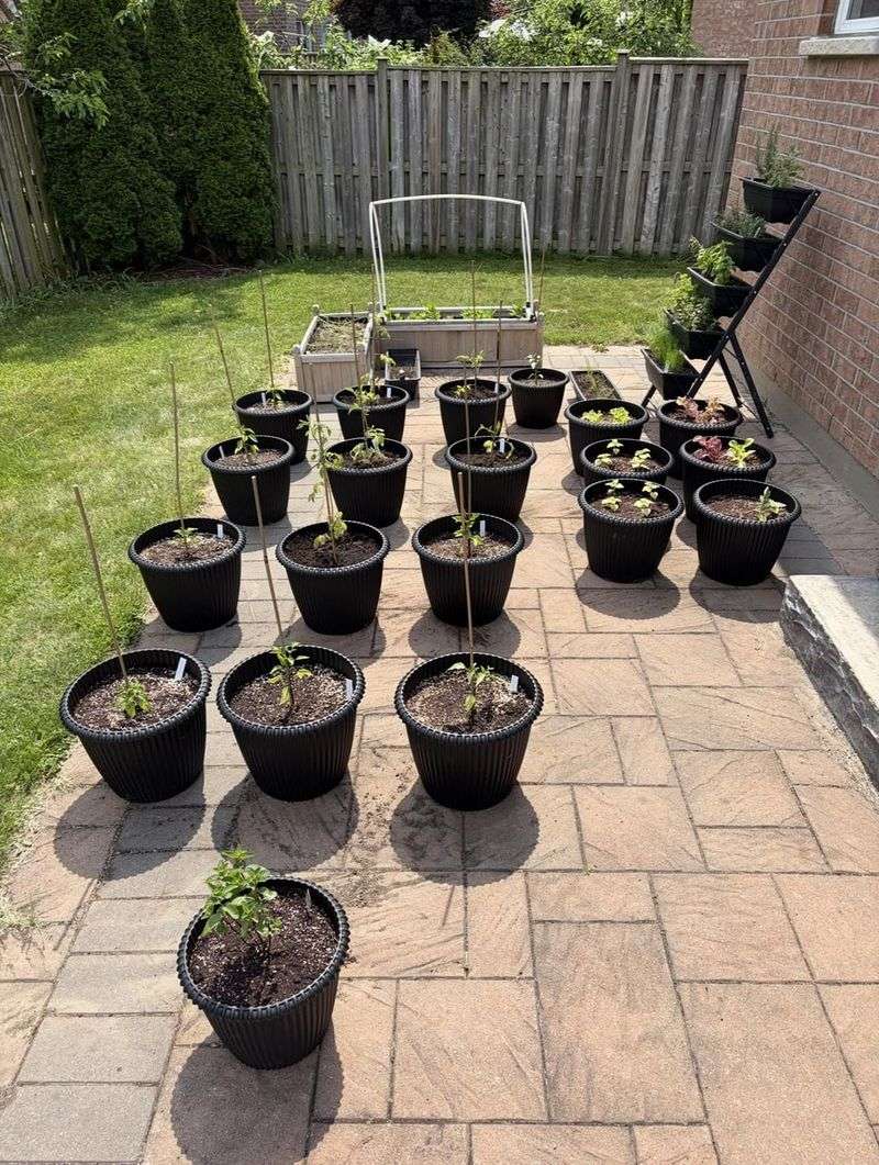 Watering Containers Before They Wilt Watering Containers Before They Wilt