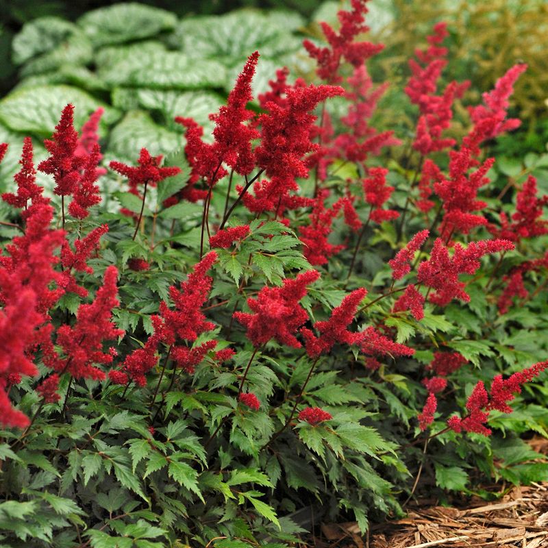 Watering Deeply During Dry Periods Watering Deeply During Dry Periods