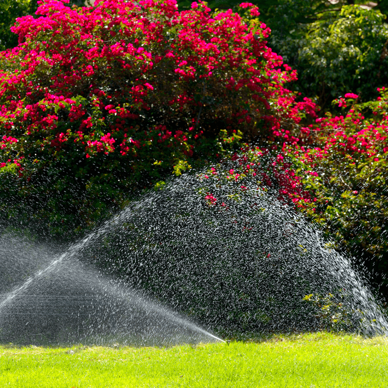 Watering Does Not Reach The Root Zone In Hot June Weather