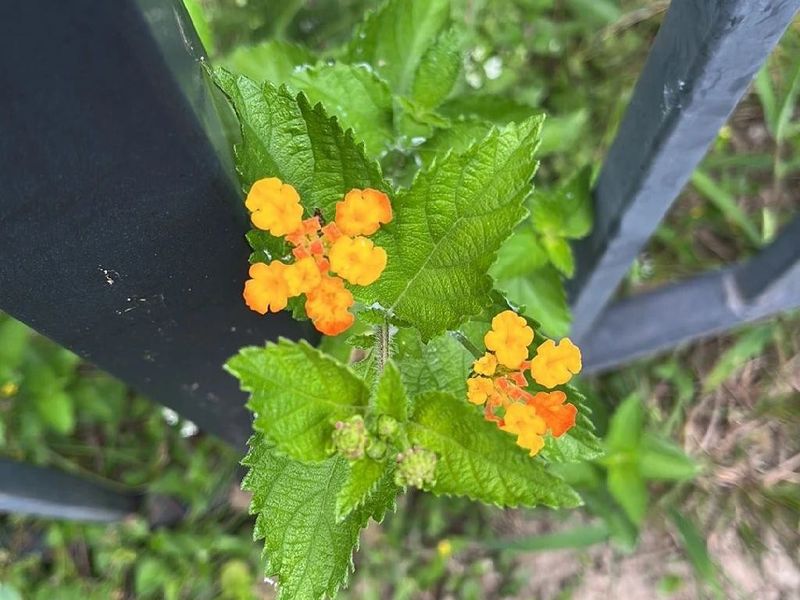 Watering Established Plants Too Often Watering Established Plants Too Often