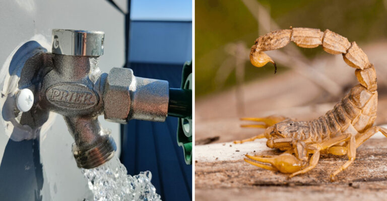 Watering Habits Arizona Homeowners Have That Draw Scorpions Straight To Their Doors
