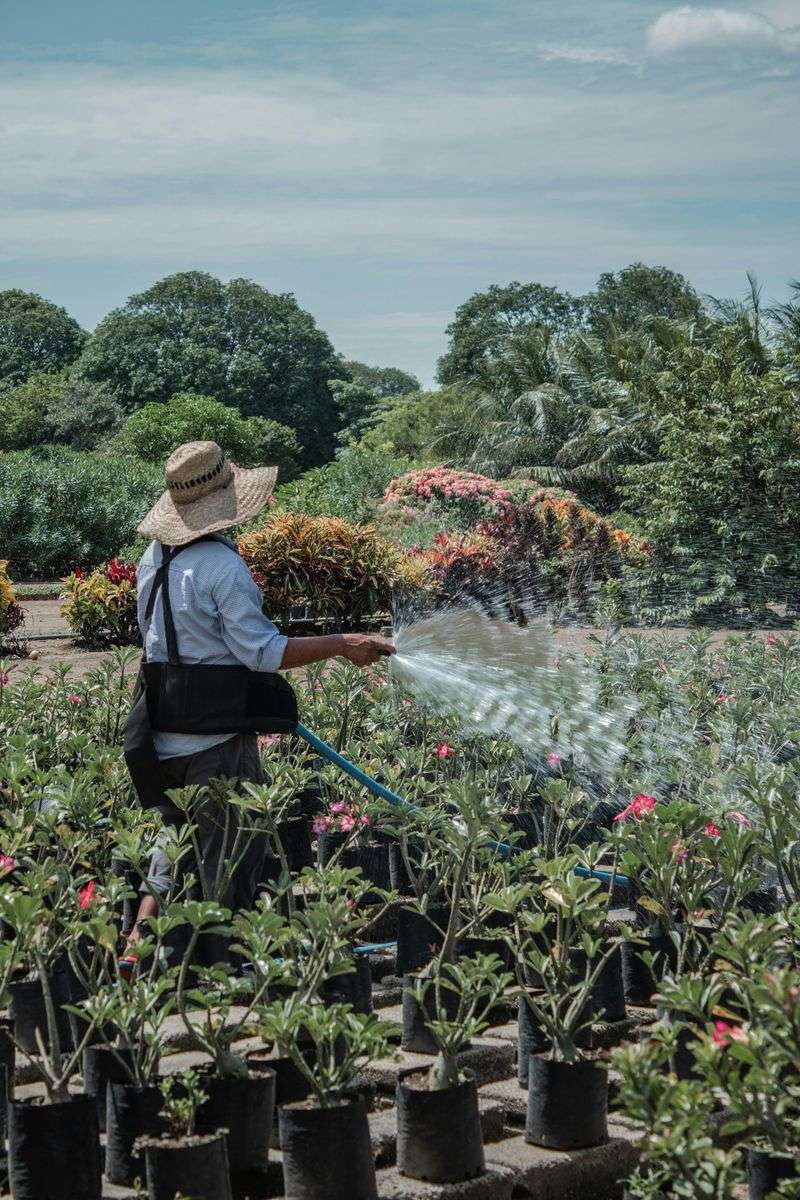 Watering In The Heat Of The Day
