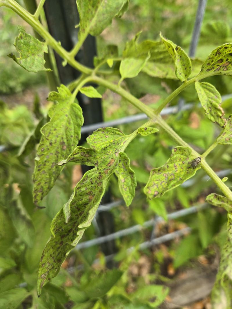 Watering Leaves In Humid Weather Watering Leaves In Humid Weather
