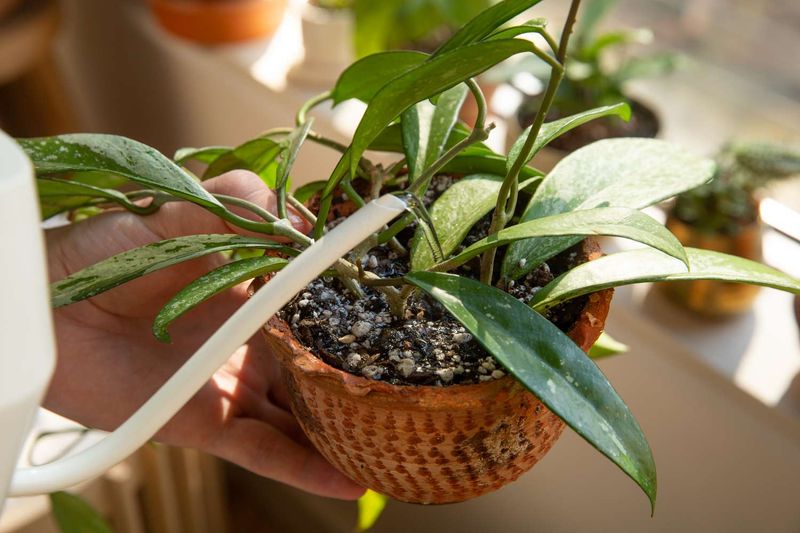 Watering Leaves Instead Of Soil Watering Leaves Instead Of Soil