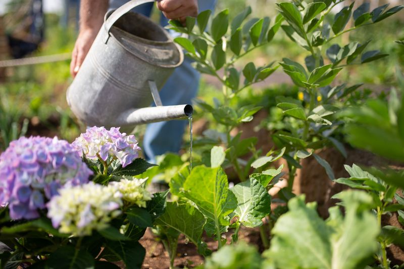 Watering Less Often Is Actually Helping Missouri Gardens Thrive
