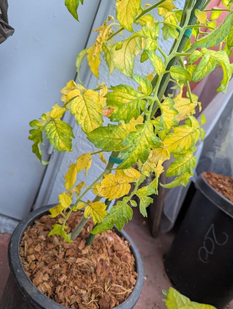 Watering Mistakes That Sneak Up On Massachusetts Gardeners