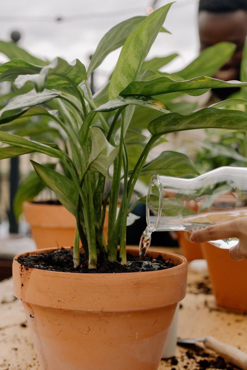 Watering On A Fixed Schedule Instead Of Checking The Soil