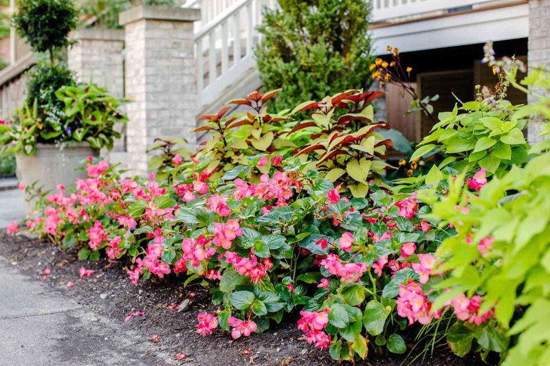 Watering Shady Entry Beds Too Often