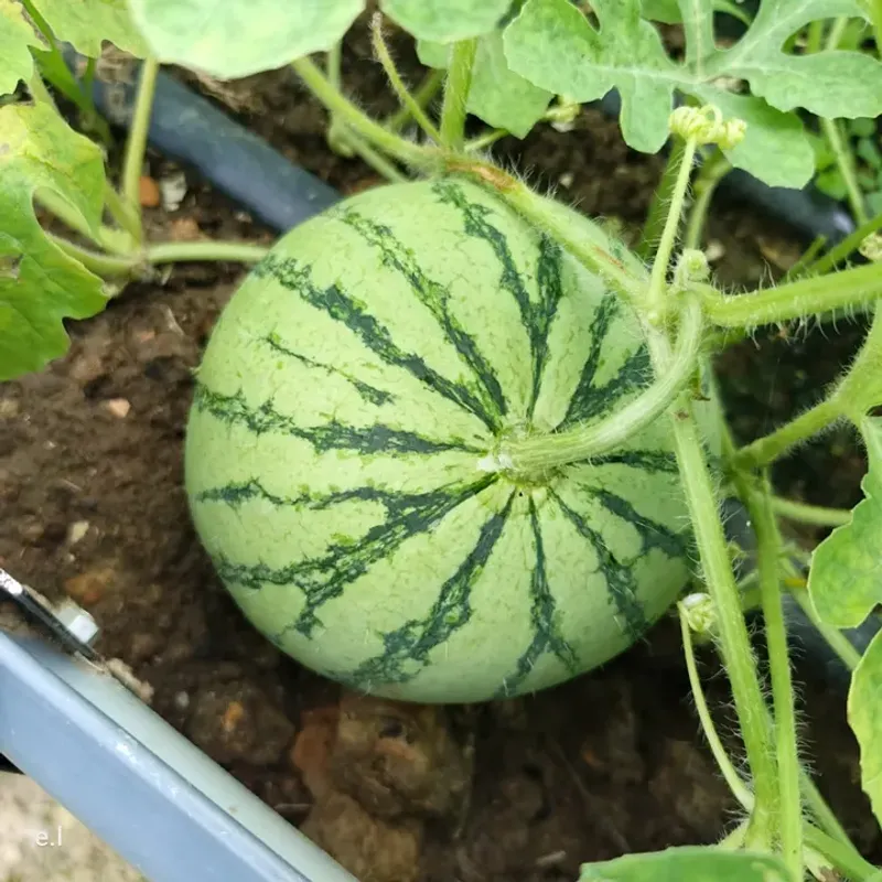 Watering Shallowly During Hot Weather