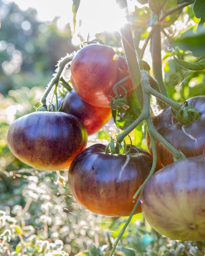 Watering Too Close To Harvest Time