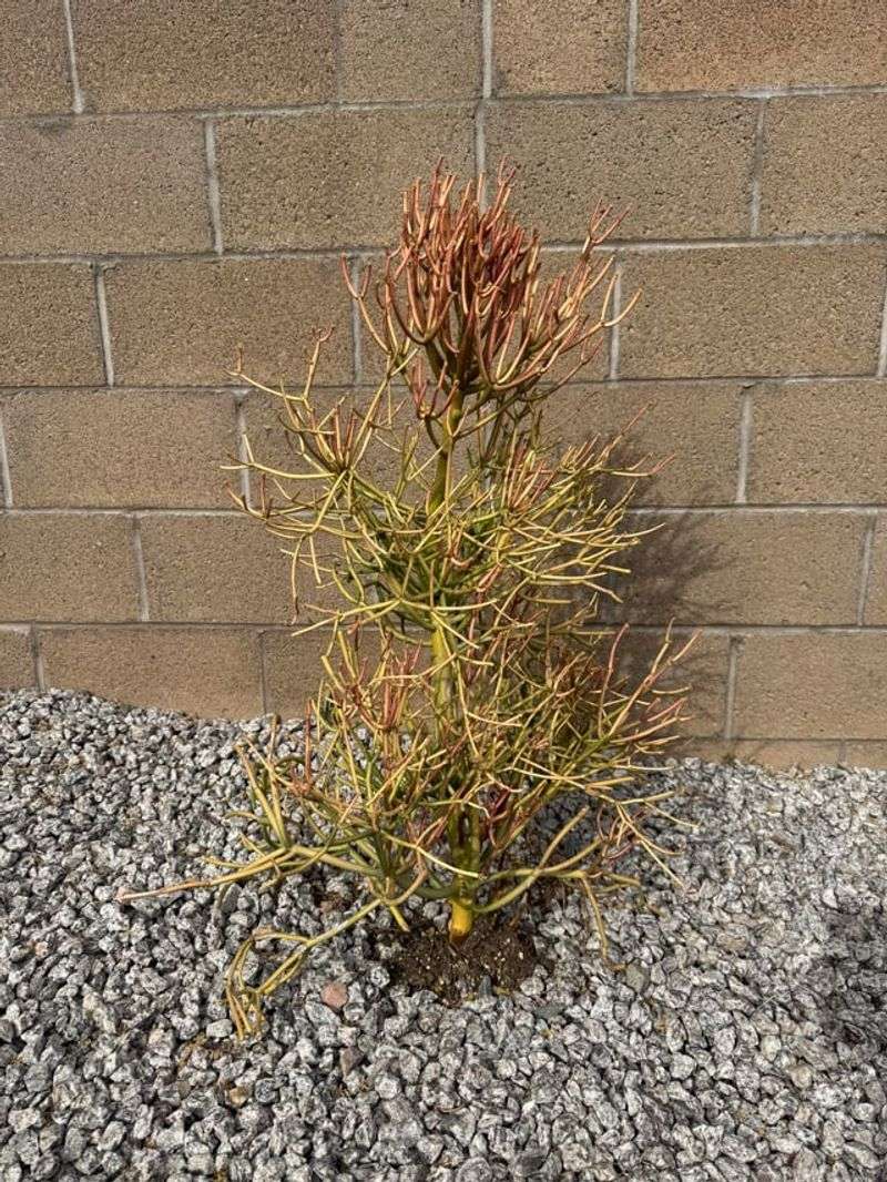 Watering Too Frequently During Hot Weather