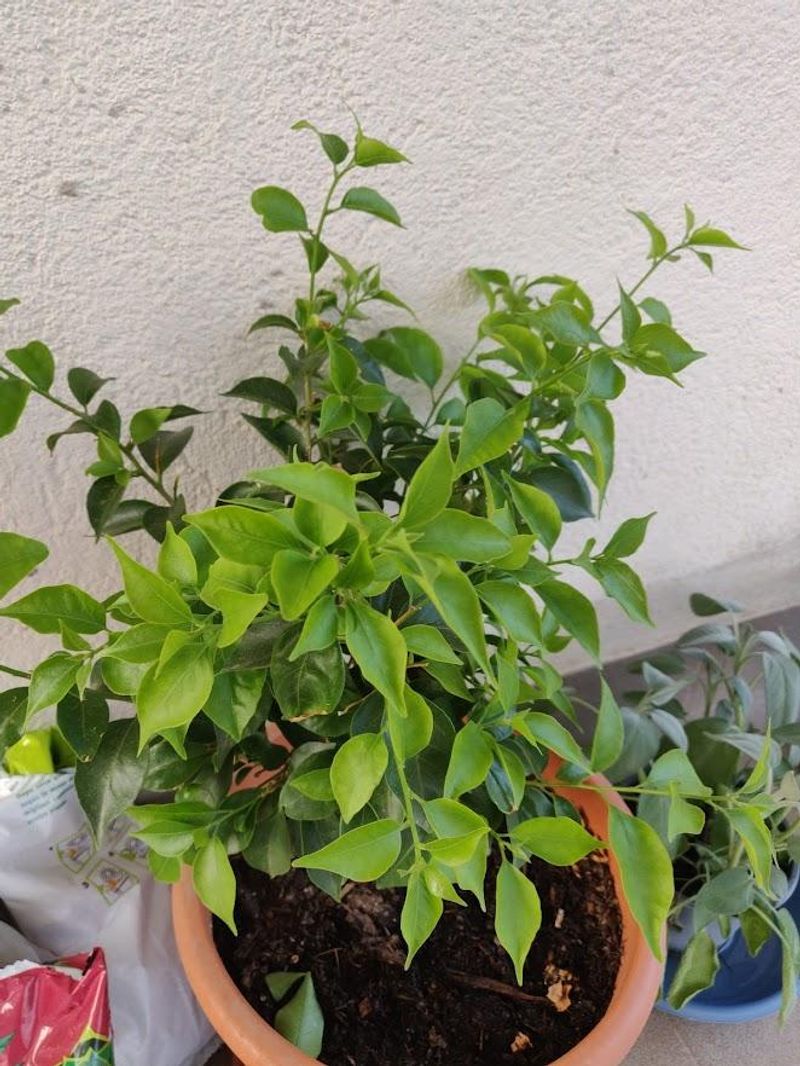 Watering Too Frequently Encourages Excess Leaf Growth Watering Too Frequently Encourages Excess Leaf Growth