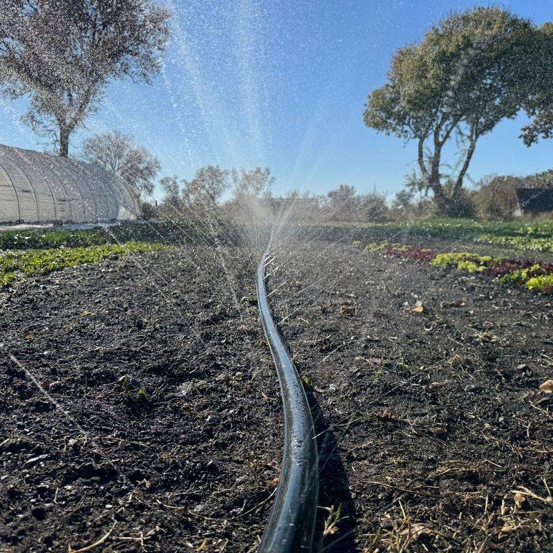 Watering Weeds Along With New Plants Watering Weeds Along With New Plants