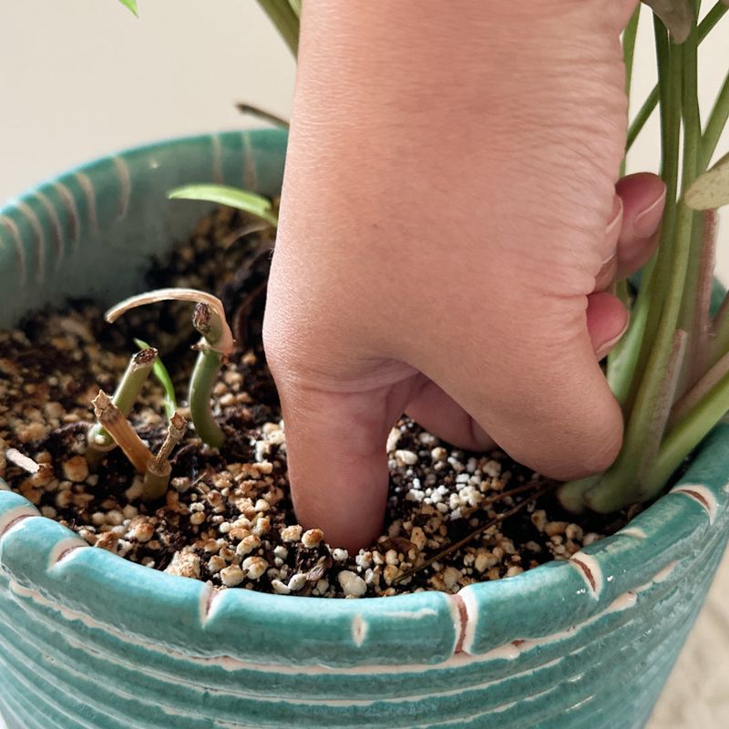Watering Without Checking Soil Moisture Watering Without Checking Soil Moisture