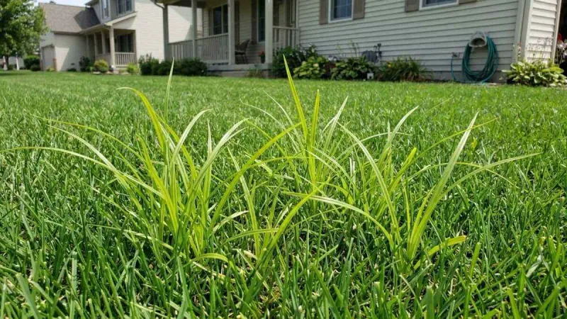 Waterlogged Soil Helps Nutsedge Thrive