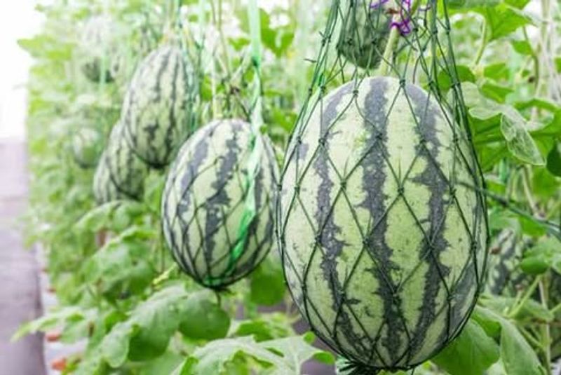 Watermelon Grows Well In Hot Summer Conditions