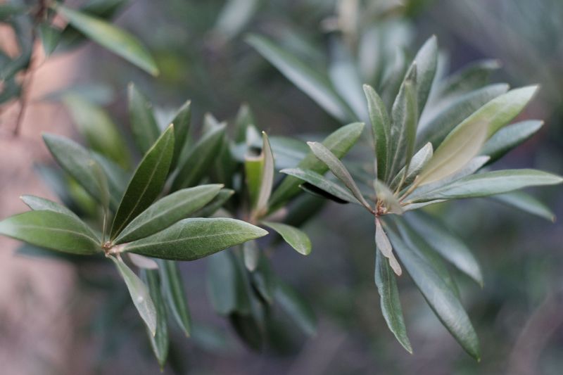 Wax Myrtle