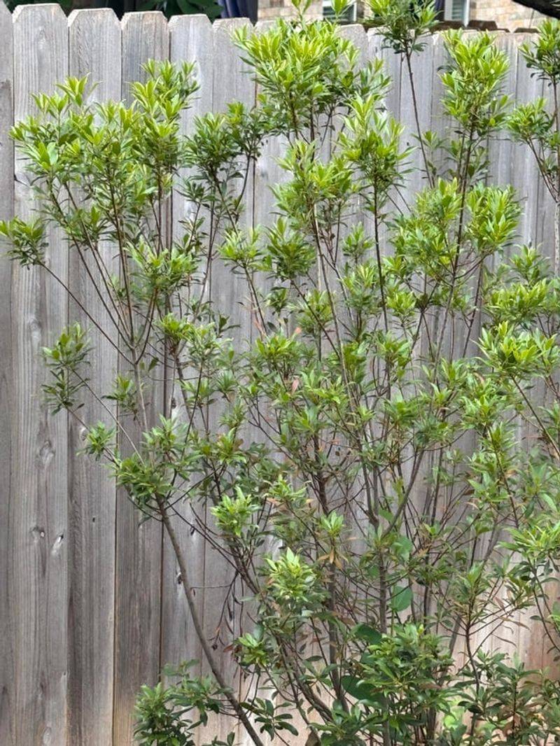 Wax Myrtle