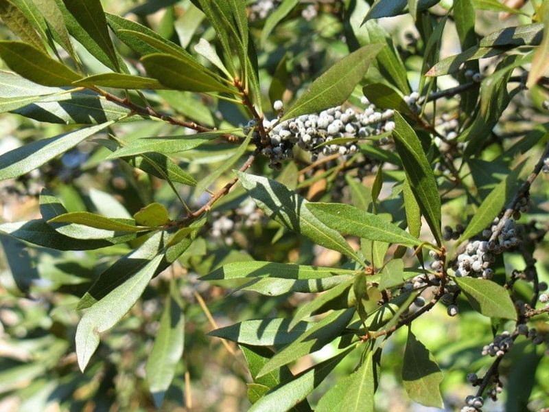 Wax Myrtle Builds Brushy Edges Where Buntings Feel Safer