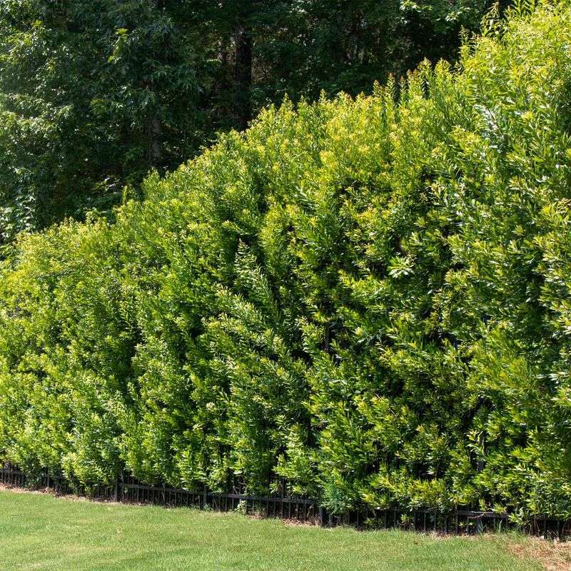 Wax Myrtle Builds Cover That Supports A Larger Food Web Wax Myrtle Builds Cover That Supports A Larger Food Web