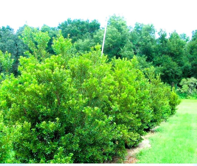 Wax Myrtle Builds Dense Cover Along Sunny Yard Edges Wax Myrtle Builds Dense Cover Along Sunny Yard Edges