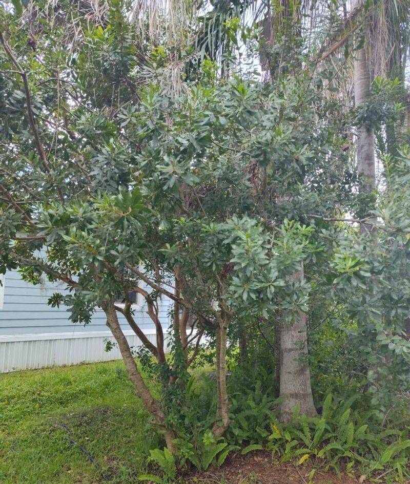 Wax Myrtle Builds Wildlife Cover Along The Yard Edge Wax Myrtle Builds Wildlife Cover Along The Yard Edge