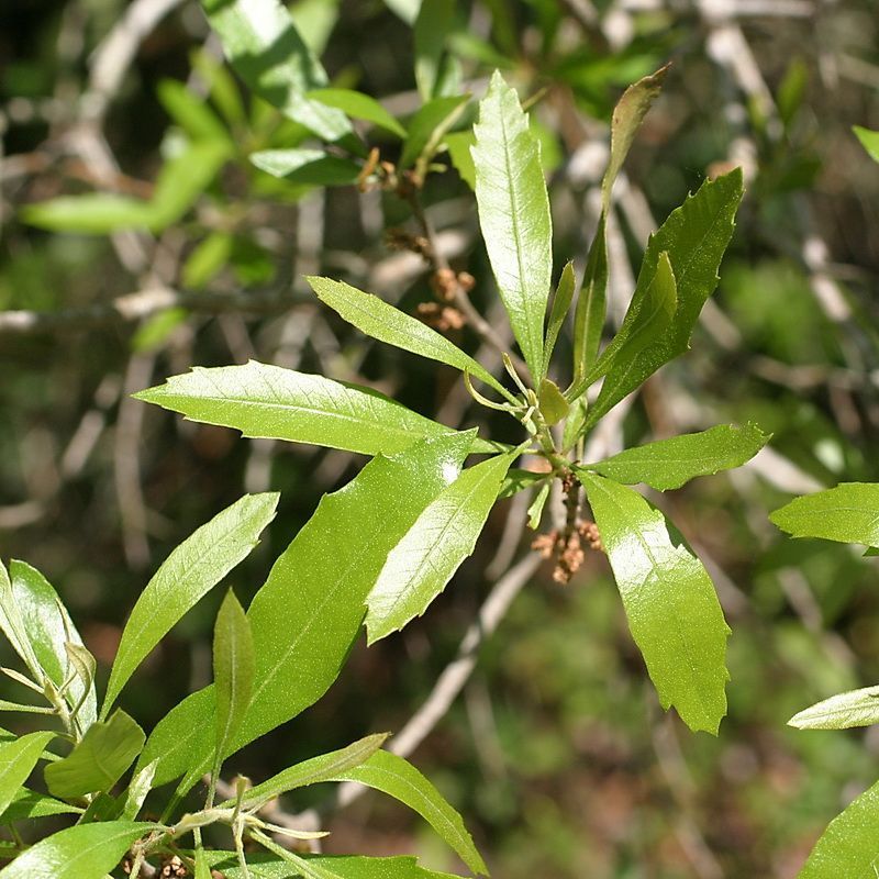 Wax Myrtle Fits Moist Landscapes