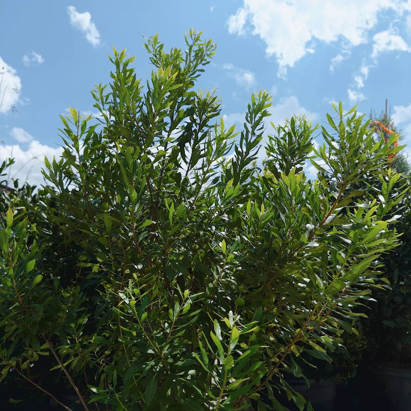 Wax Myrtle For A Softer Privacy Screen Wax Myrtle For A Softer Privacy Screen