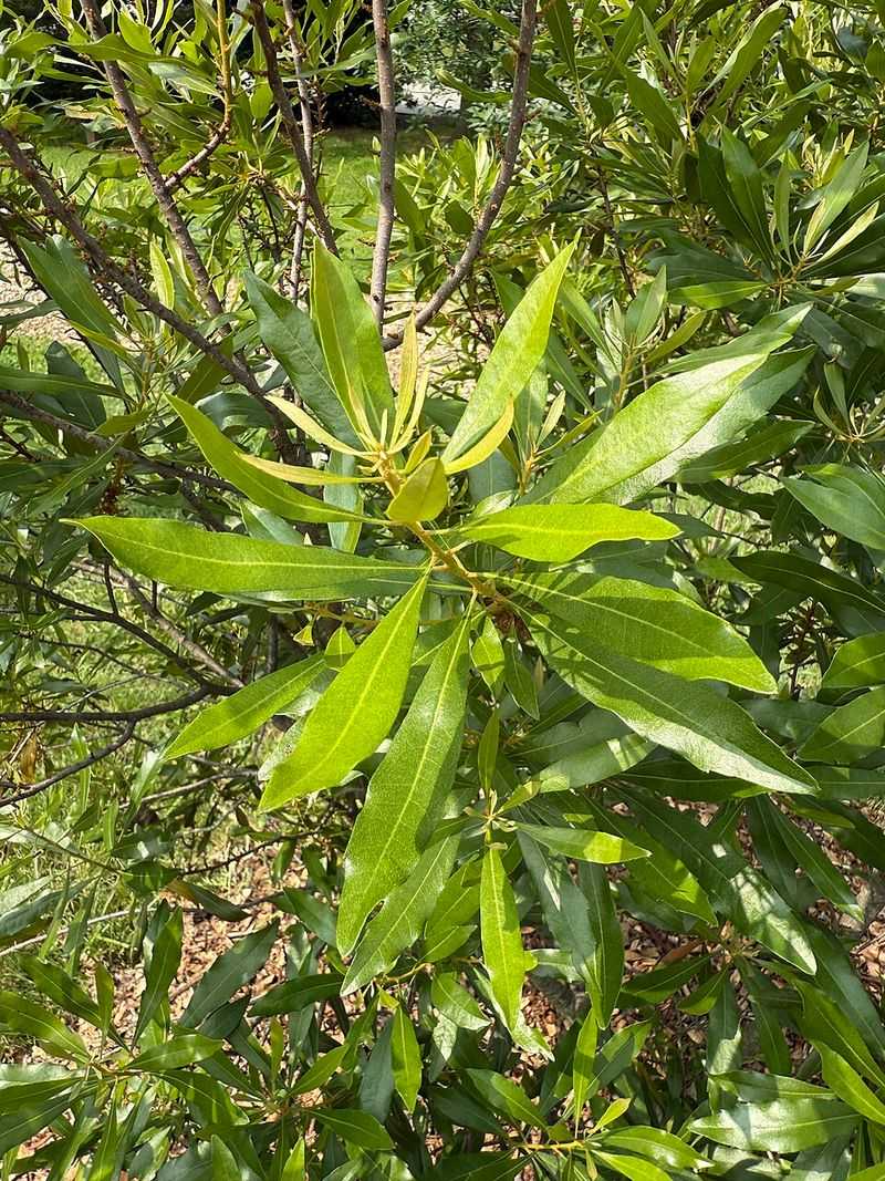 Wax Myrtle Maintains Dense Evergreen Growth