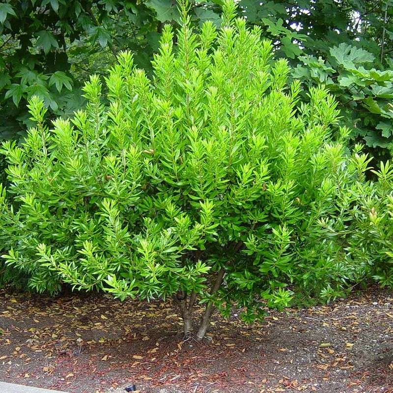 Wax Myrtle (Morella Cerifera 'Don's Dwarf')