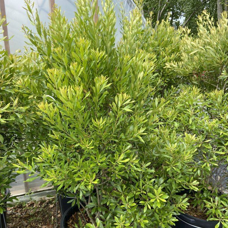 Wax Myrtle Softens Property Lines Naturally