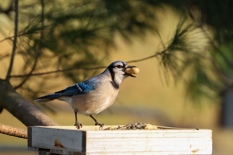 Ways To Support Blue Jays In Your Missouri Yard