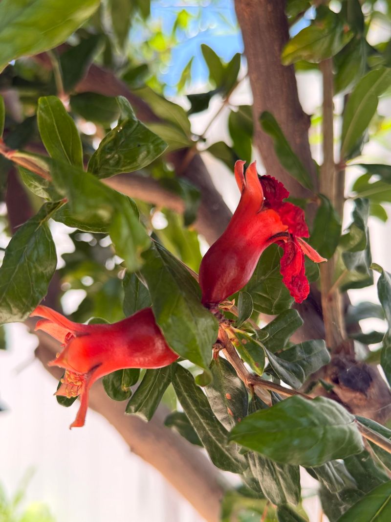 Weak Flowers Or Poor Pollination Limit Fruit Set Weak Flowers Or Poor Pollination Limit Fruit Set