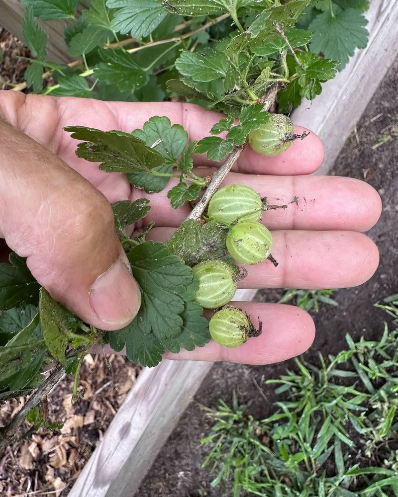 Weak Low Stems Rarely Produce Good Fruit Weak Low Stems Rarely Produce Good Fruit