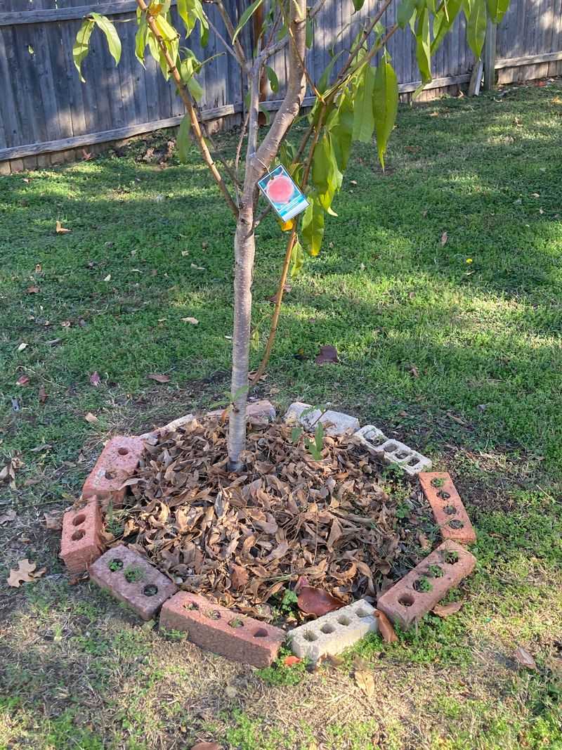 Weak Mulch Coverage Lets The Root Zone Heat Fast Weak Mulch Coverage Lets The Root Zone Heat Fast