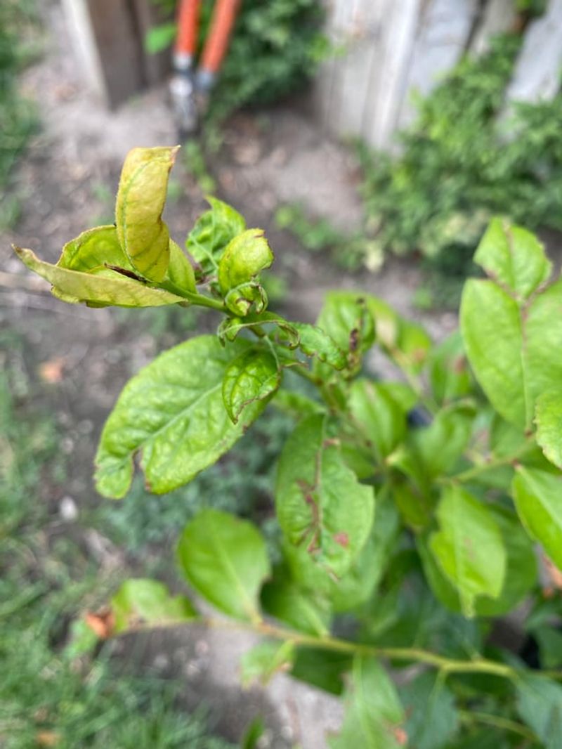 Weak Or Spindly Growth