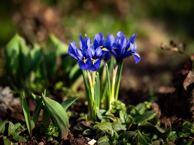 Weakened Clumps Produce Fewer Spring Blooms