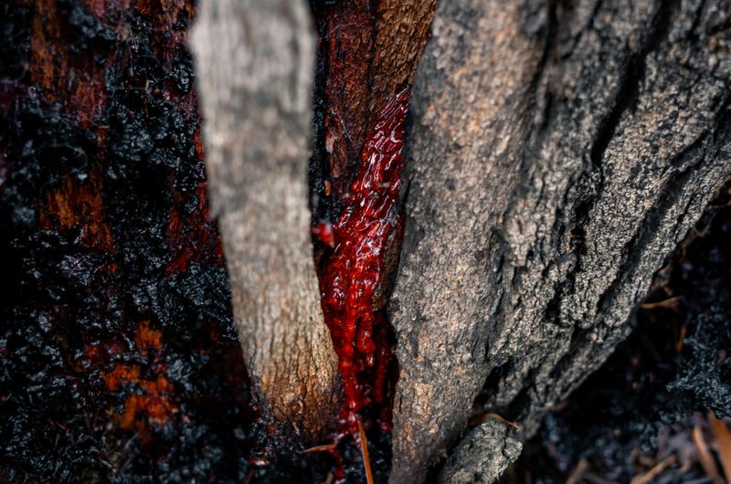 Wear Gloves And Avoid Sap Contact