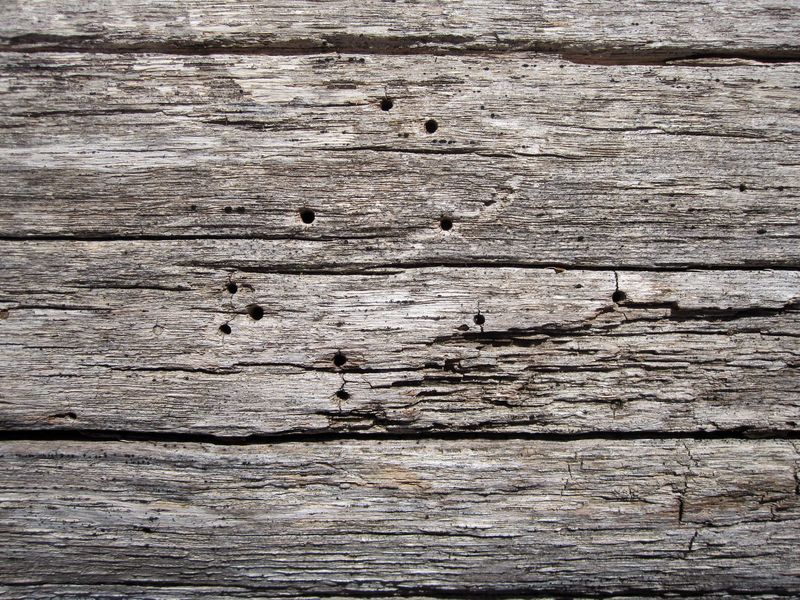 Weathered Wood Releases Scents That Signal A Good Nesting Site Weathered Wood Releases Scents That Signal A Good Nesting Site
