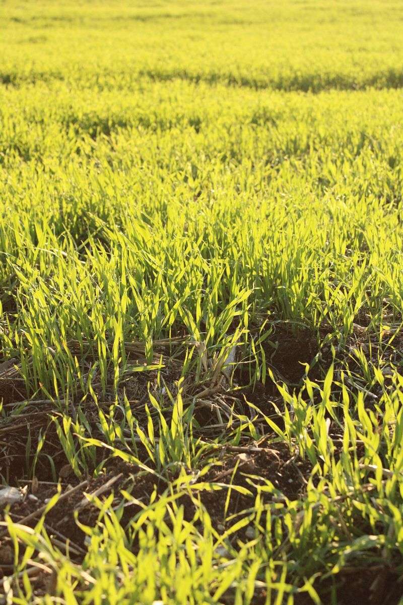 Weed Pressure Drops Dramatically When Beds Stay Densely Planted