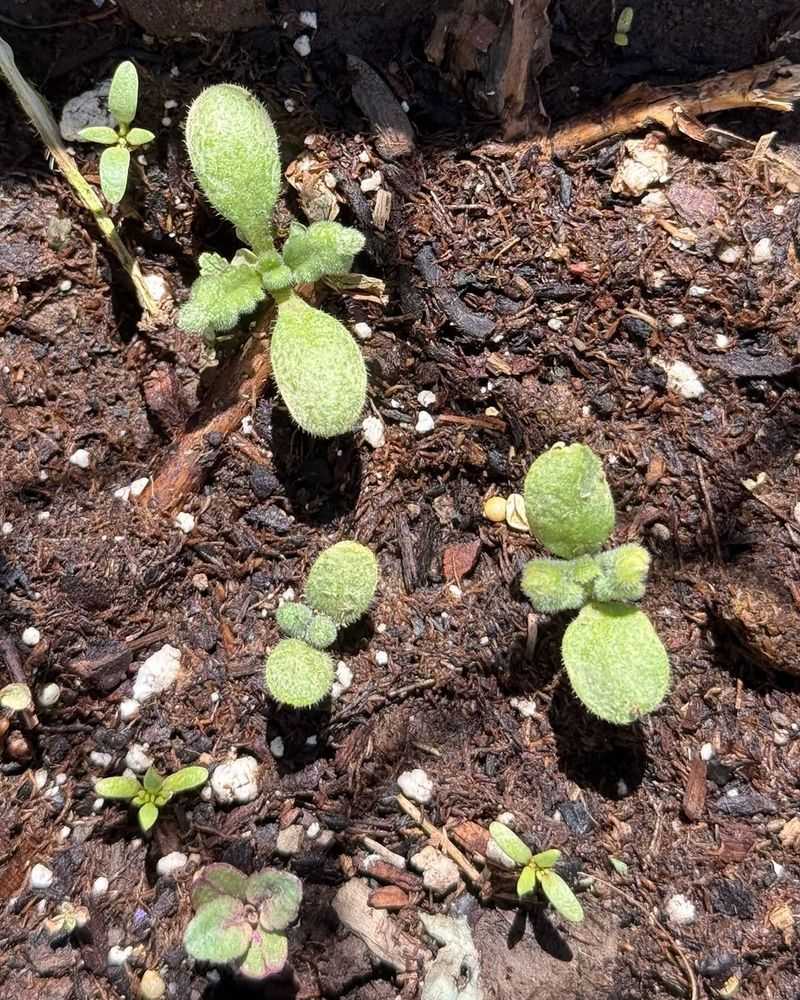 Weed Pressure Shows Up Fast In Bare Soil