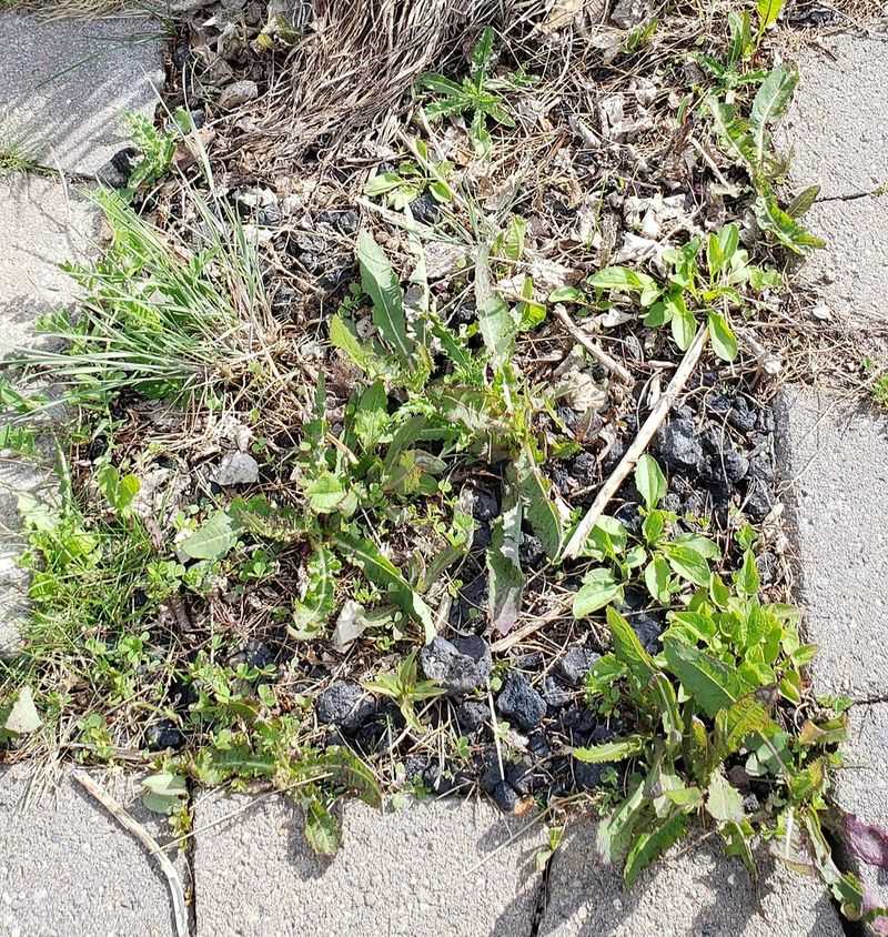 Weed Seeds Sprout On Top Of The Fabric