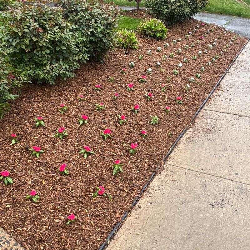 Weed Seeds Struggle In Thick Mulch Layers Weed Seeds Struggle In Thick Mulch Layers