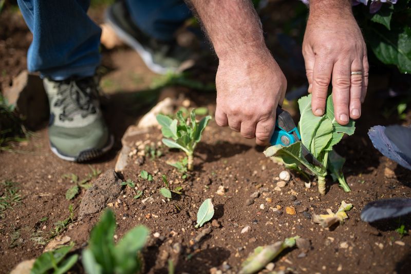 Weeding And Pruning Without Using Water