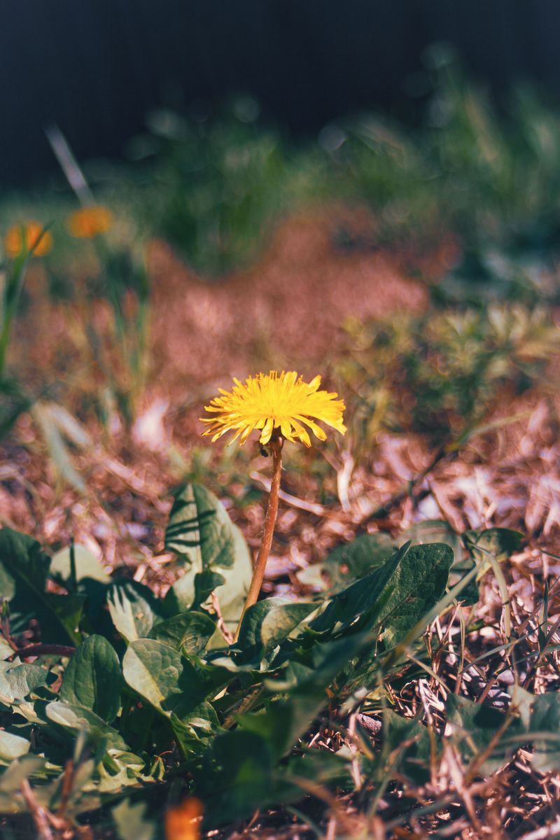 Weeds Are Moving In While Your Grass Is Worn Down Weeds Are Moving In While Your Grass Is Worn Down