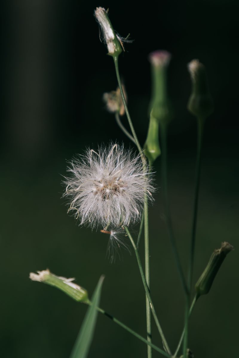 Weeds (Before They Go To Seed)
