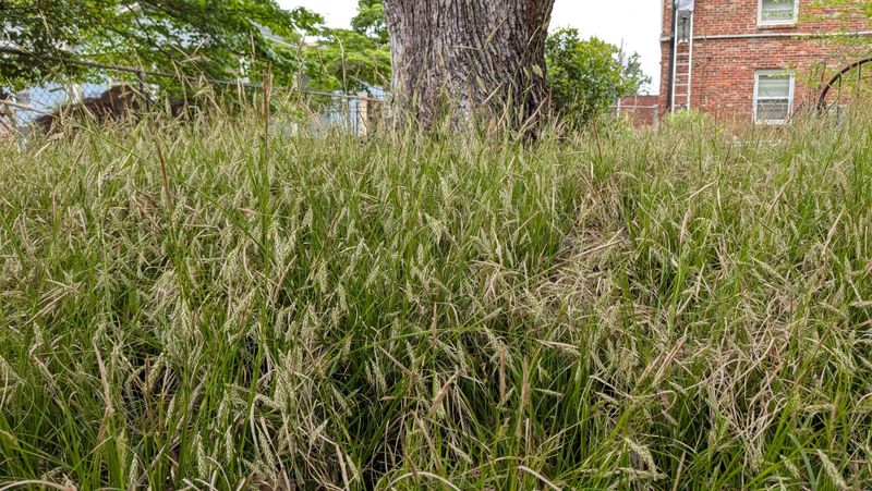 Weeds Need Early Competition