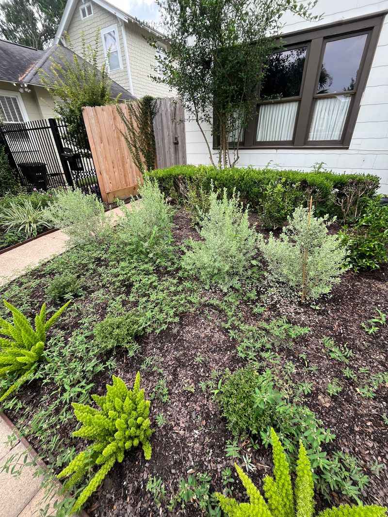 Weeds Steal Water From The Plants You Paid For Weeds Steal Water From The Plants You Paid For