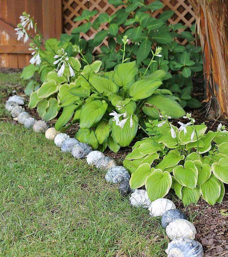 Weedy Edges Give Four-Lined Plant Bugs More Places To Start